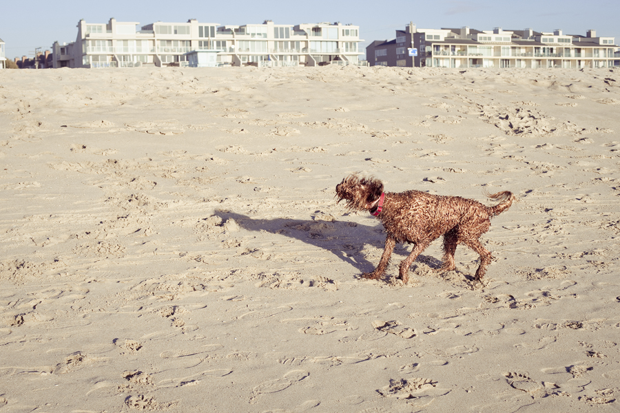 Poodle shaking itself dry after romping around in the sea at Marina Del Rey beach.