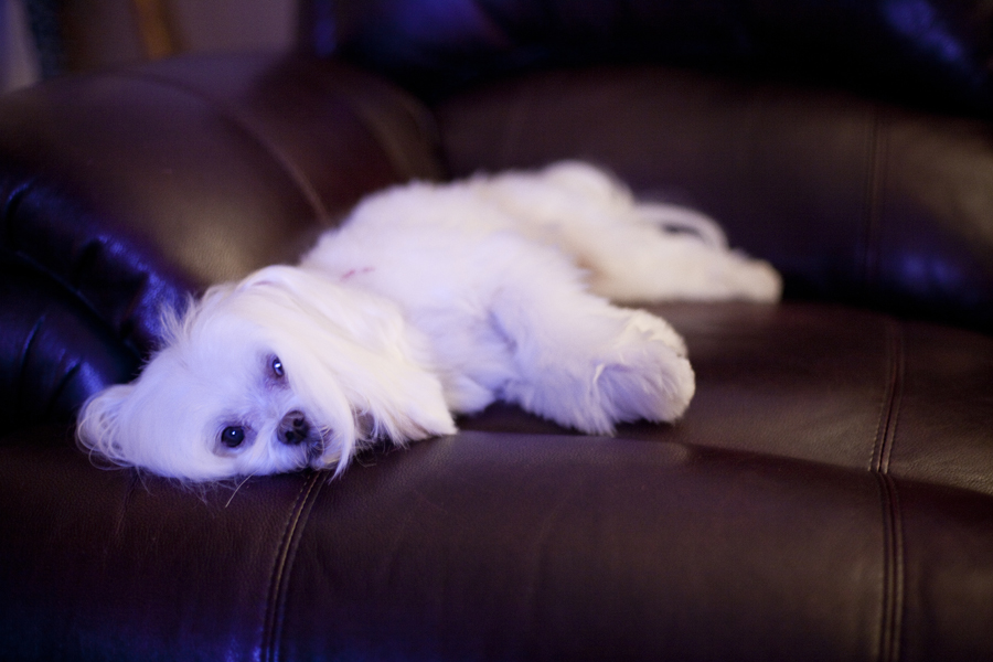 Charlie the Maltese lazing on the couch.