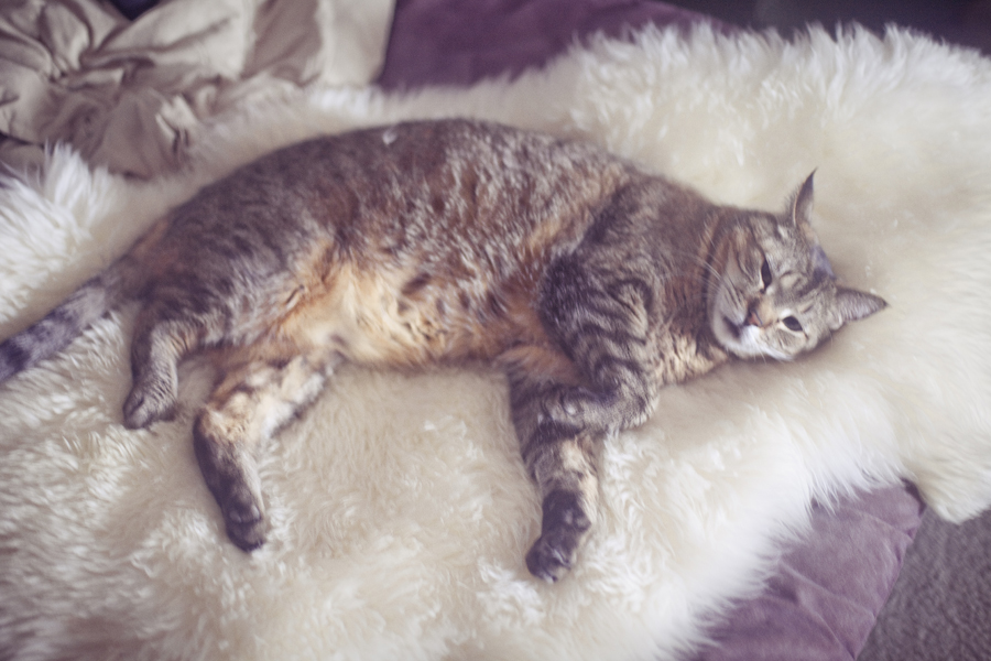 Banana the tabby cat lounging on a white faux fur throw.