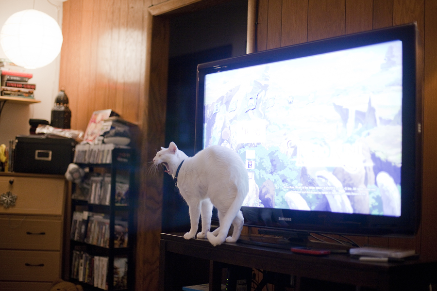 General the Siamese cat hogging the tv.