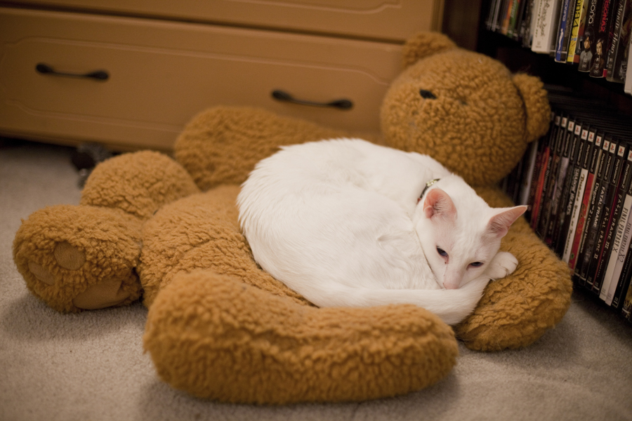 General the Siamese cat snuggled on his teddy bear bed.