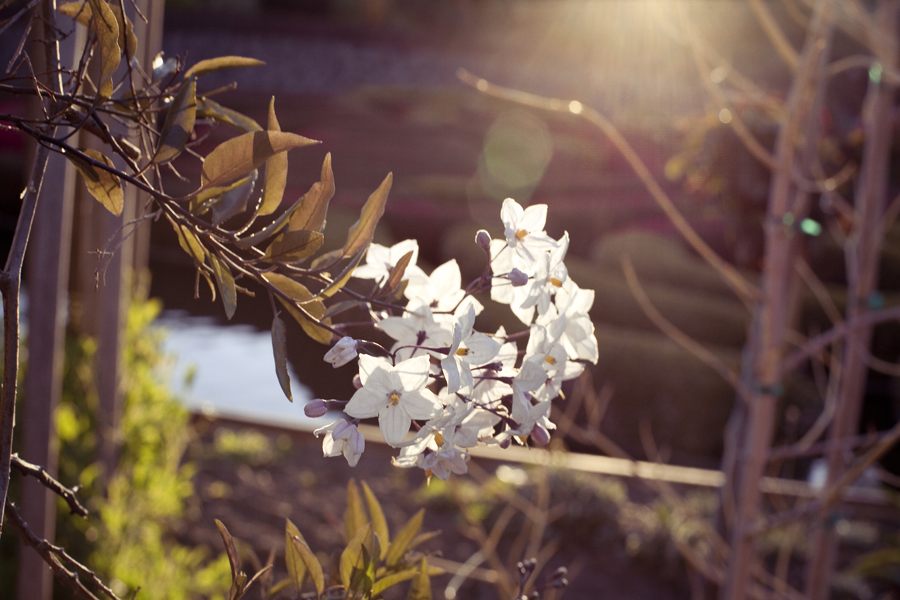 Little white flowers basking in the sunset glow at the Getty Center, Los Angeles.