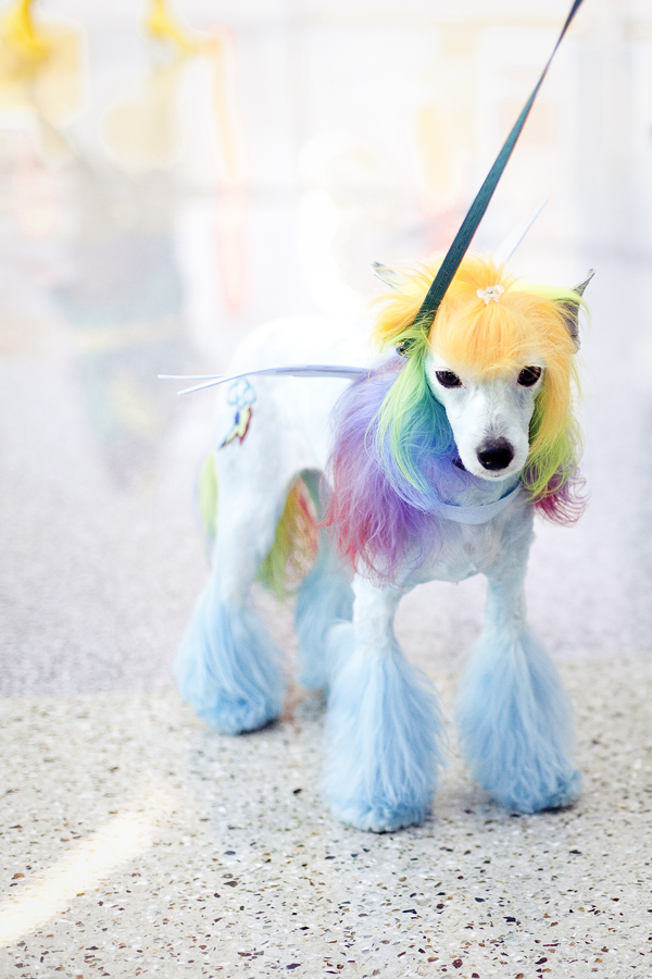 My Little Pony cosplay from a dog at Wondercon 2013.