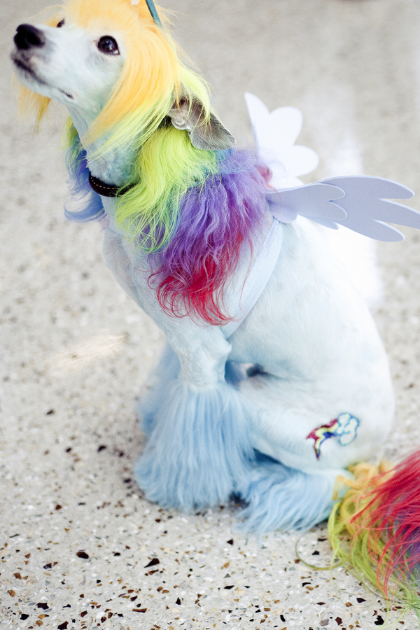 My Little Pony cosplay from a dog at Wondercon 2013.