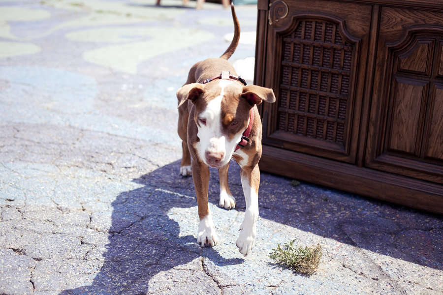 Sweet dog at The Venice Love Shack, Los Angeles.