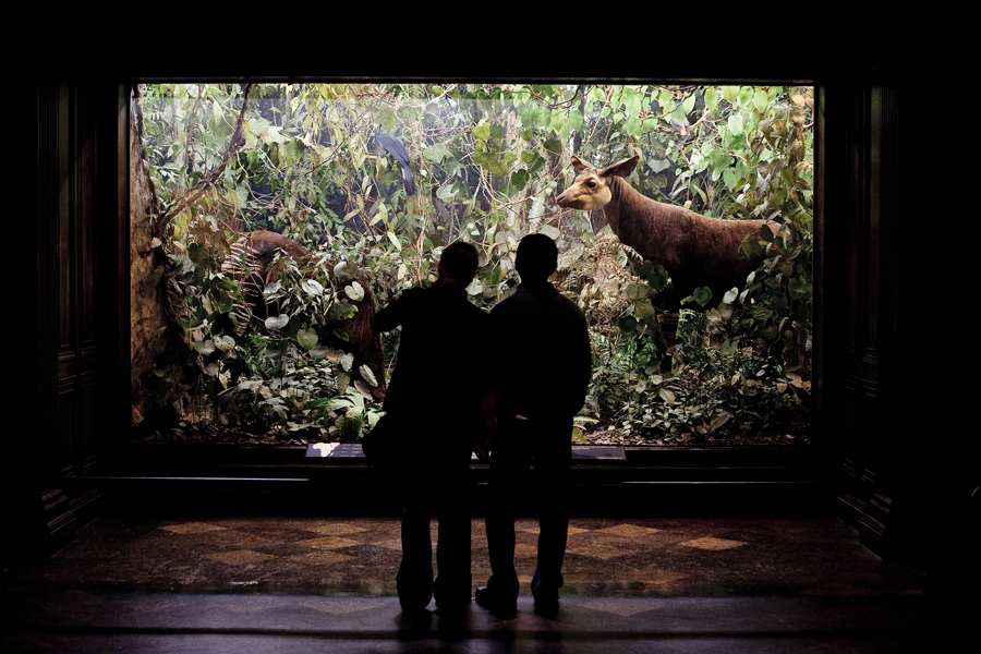 Diorama of North American Mammals at the Natural History Museum in Los Angeles.