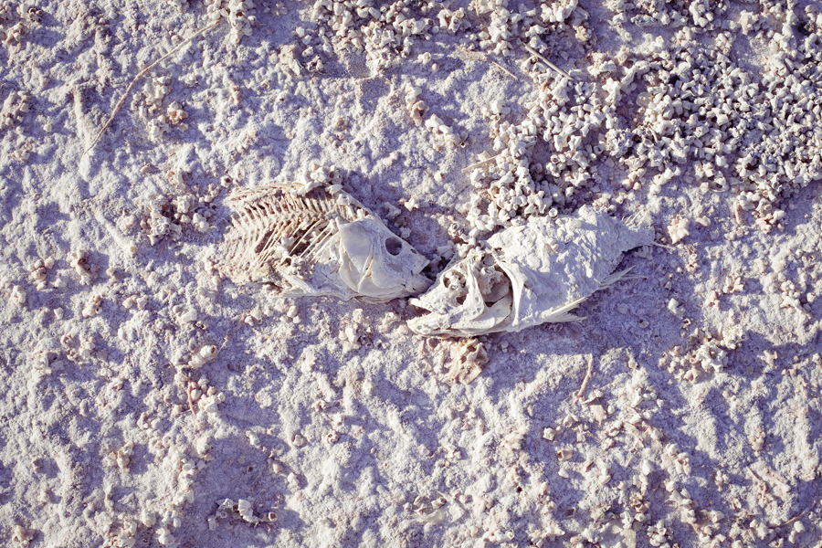 Camouflaged fish bones at the Salton Sea.