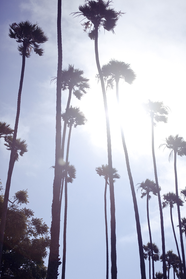 Silhouettes of palm trees at Santa Monica beach.