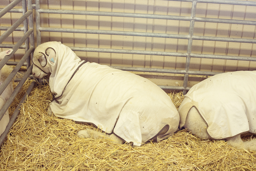 Dorset sheep under a blanket at the Orange County Fair.