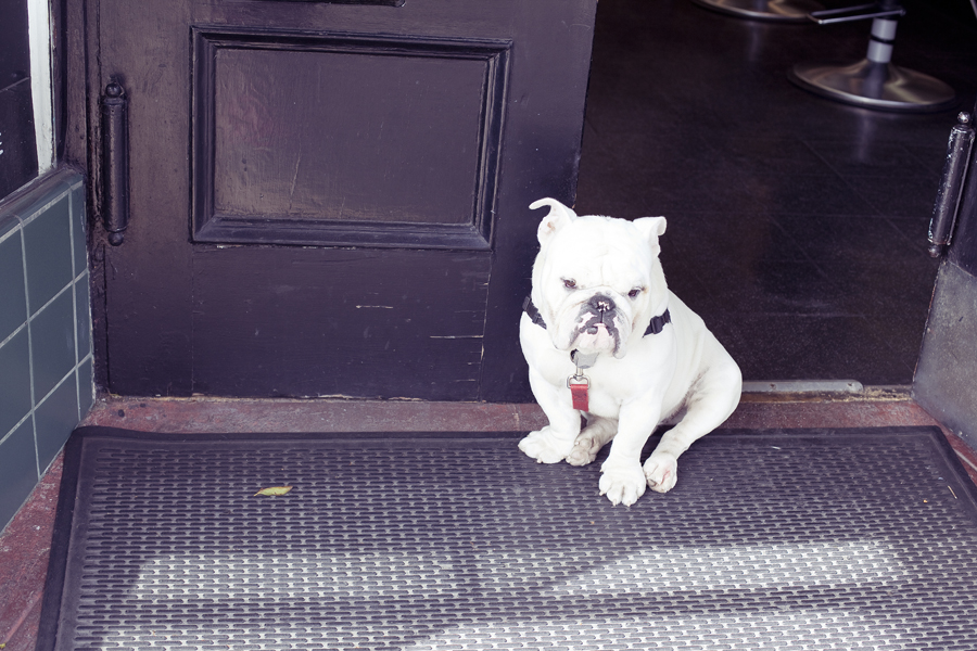 White pudgy bulldog outside a sotre on Haight in San Francisco.