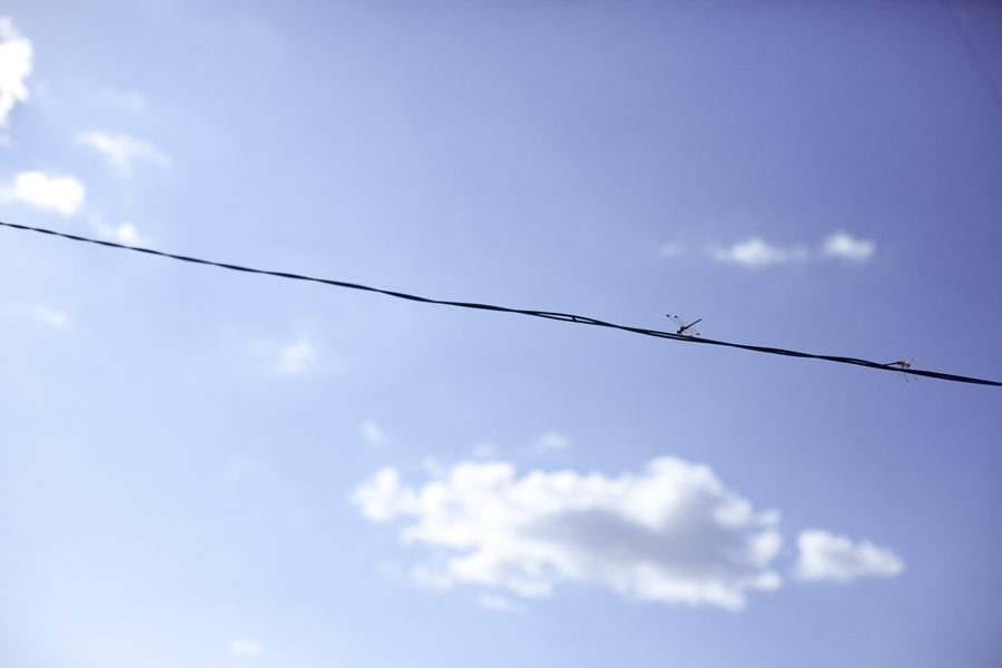 Dragonflies on wire.