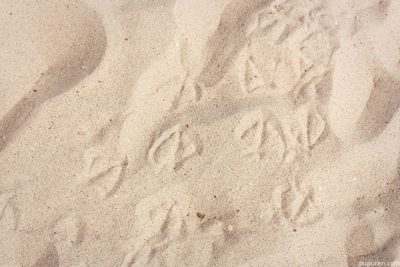 Seagull footprints at Venice beach, Los Angeles.