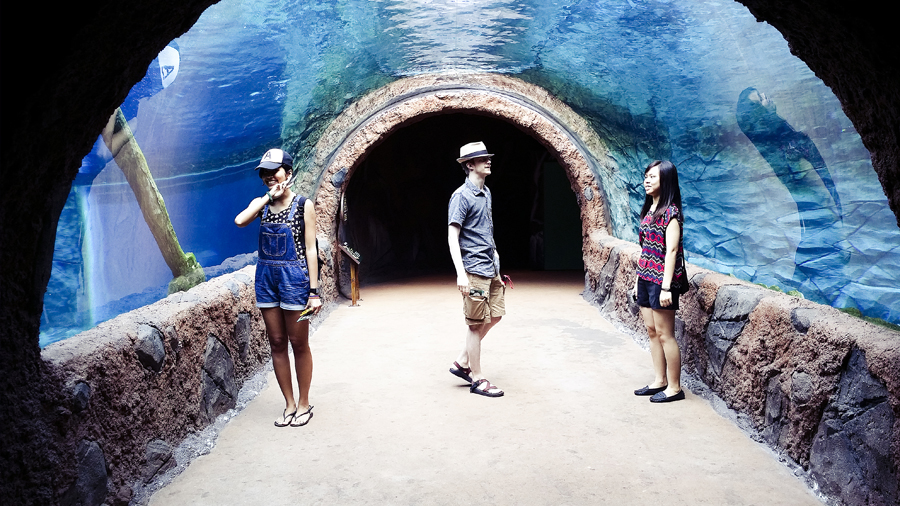 Shasha, Ruru, and Ottie under a glass aquarium at the River Safari.