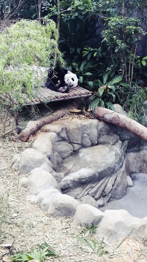 Sleeping panda at the River Safari.