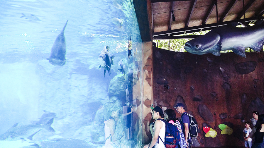 Floor-to-ceiling aquarium at the River Safari.