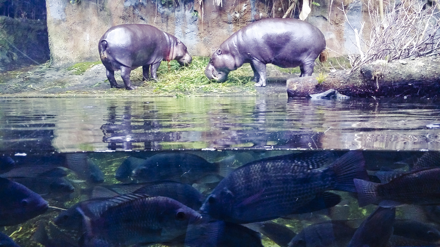 Pygmy hippos on land and fish in the water at the Singapore Zoo.