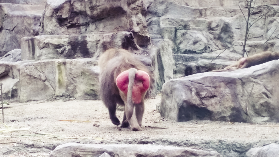 Male baboon buttock on display at the Singapore Zoo.