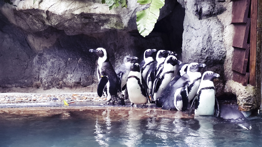 Penguins at the Singapore Zoo.