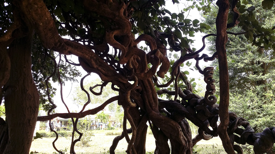 Knotted tree branches at the Choeung Ek Killing Fields in Phnom Penh, Cambodia.