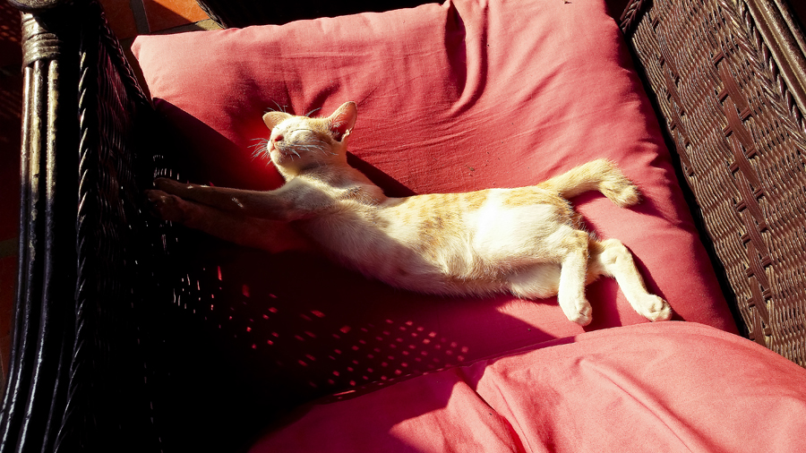 Kitten sprawled on a couch at the Lotus Lodge, Siem Reap, Cambodia.