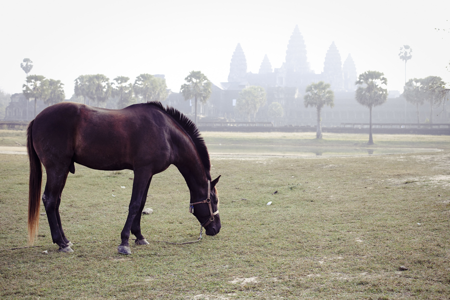 Grazing horse at Angkor Wat, Cambodia.