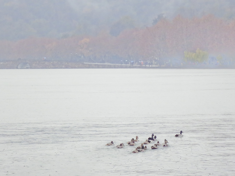 Ducks swimming in West Lake, Hangzhou. Photo by Ade.