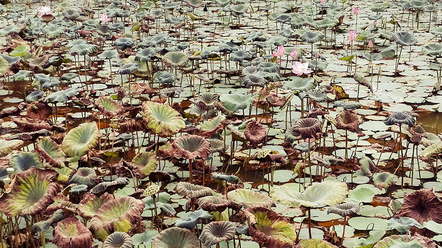 Pond filled with lotus flowers at the park.