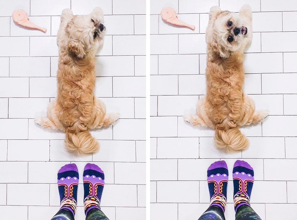 Collage with cute puppy in my socks.