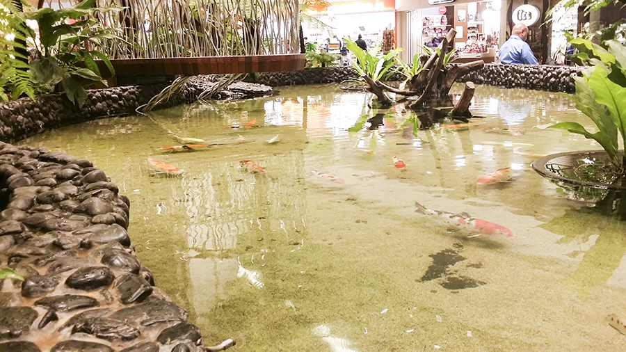 Koi pond at Terminal 2 of Changi Airport, Singapore.