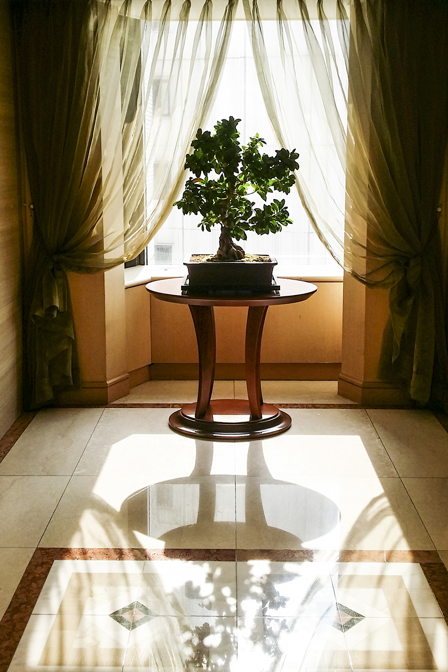 Morning light through a potted plant at the Lotte Hotel, Myeongdong, Korea