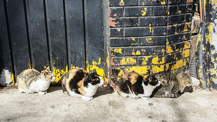 Four street cats on a roadside in Seoul, South Korea.