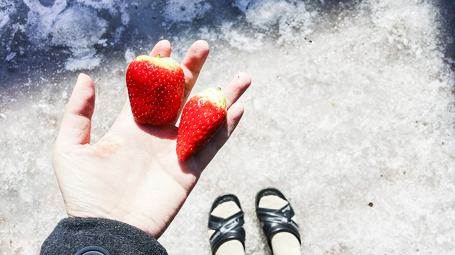 Strawberries to go in school, wearing school indoor slippers against ice-covered ground. Sangju South Korea.