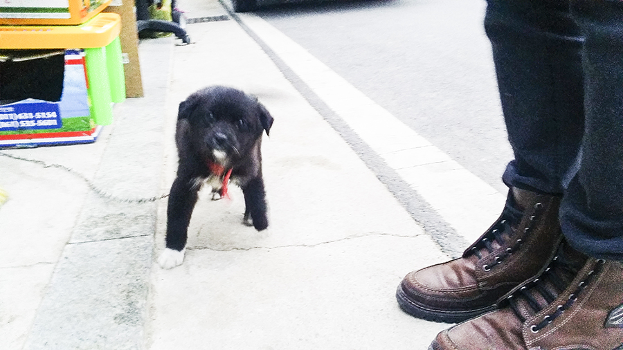 Cute black puppy in Sangju, South Korea.