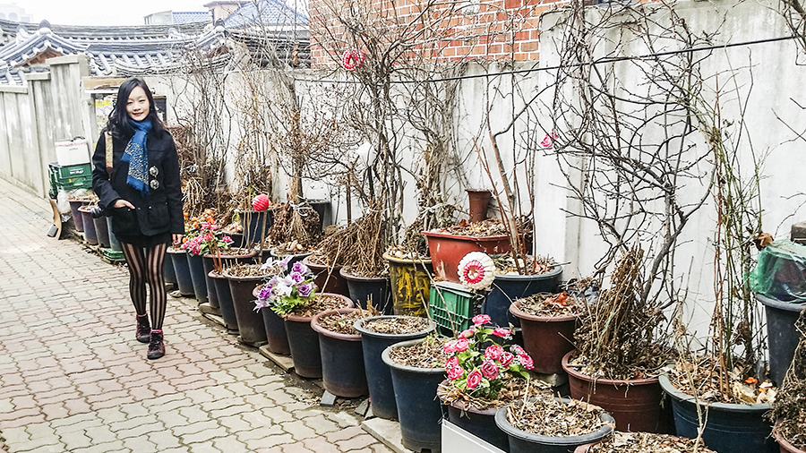 Ren with handmade flowers in a row of pots in winter in Bukchon, South Korea.