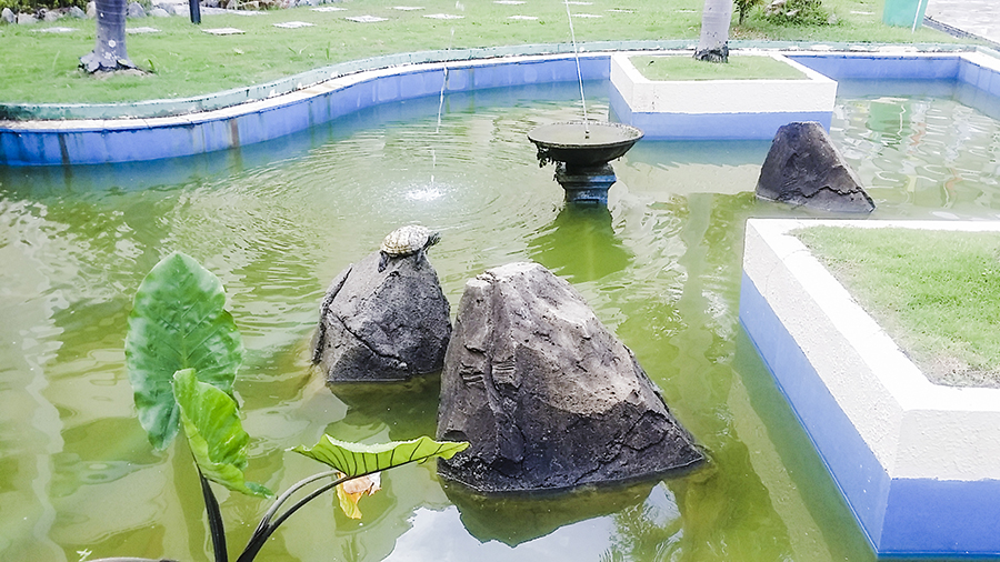 Tortoise bathing in the sub at Harris Waterfront Resort, Batam, Indonesia.