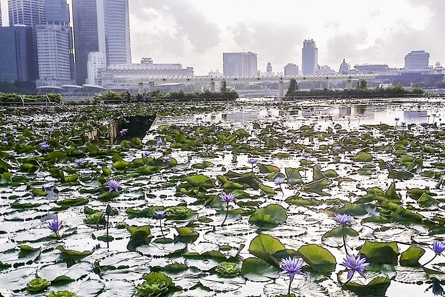 Lotus pond at the Marina Bay Sands against the Singapore skyline in the evening.