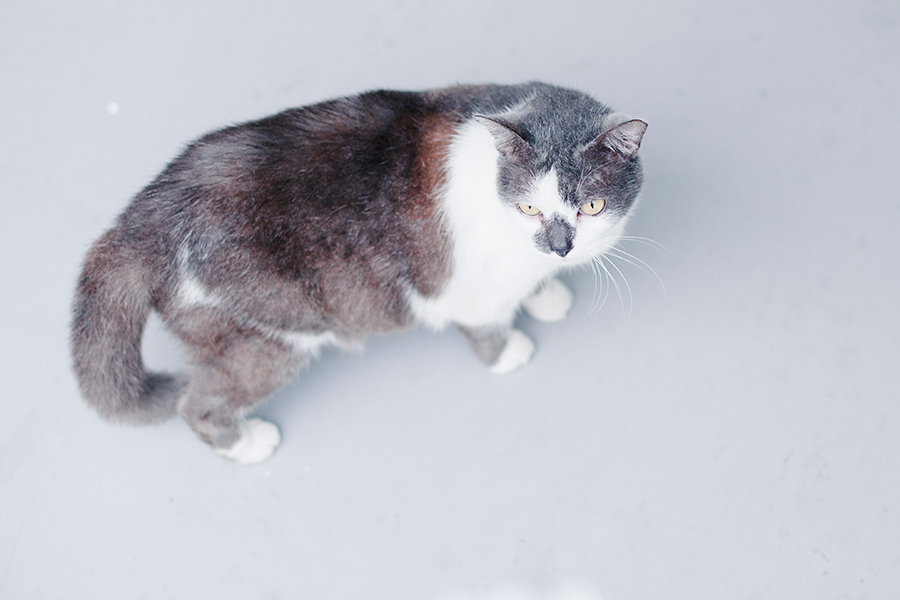 Ugly grey and white cat.