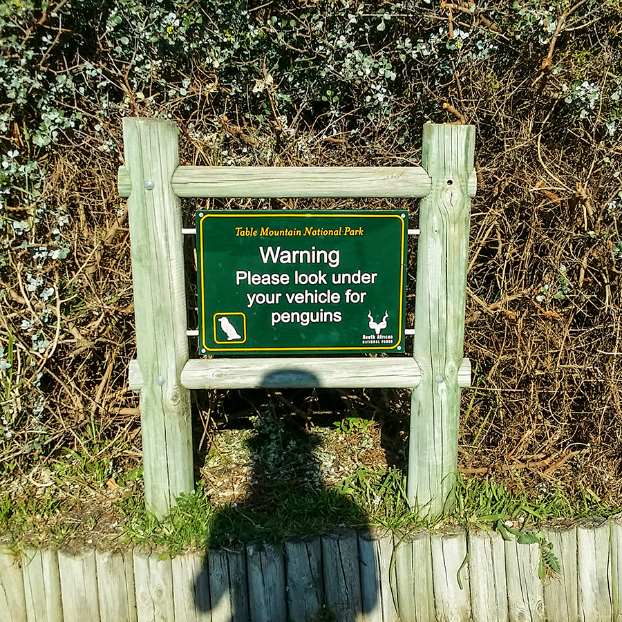 Warning sign put up to advise patrons to check for penguins under the cars at Boulders Beach, Table Mountain National Park, Cape Town, South Africa.