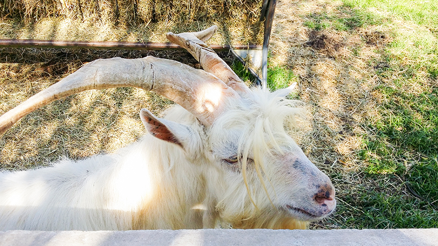Close-up of a goat from the Goat Tower at the Fairview Wine and Cheese, South Africa.