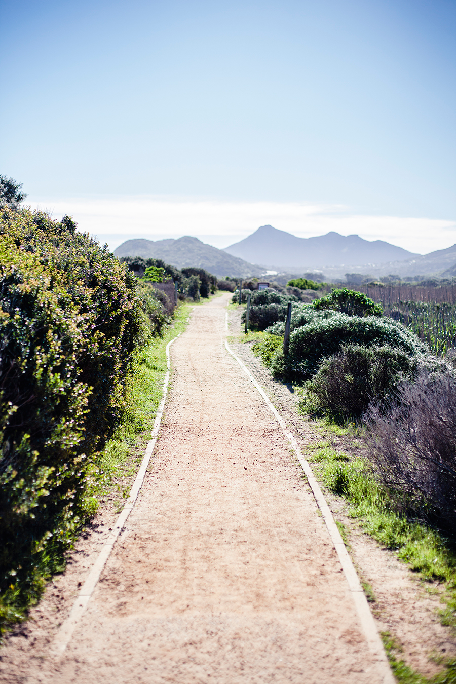 Trail at the Silvermine Wetland Conservation Area, Fish Hoek, Cape Town, South Africa.