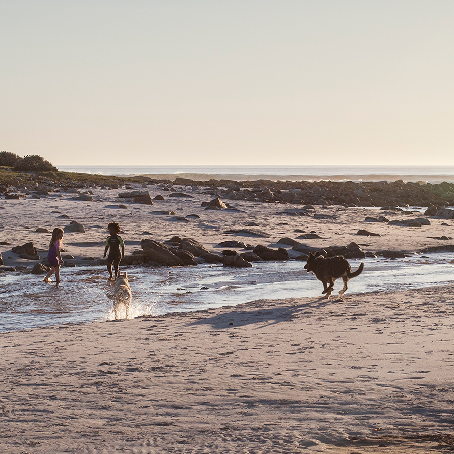 Children and dogs playing on the beach at Rocky Shores, Hout Bay, Cape Town, South Africa.