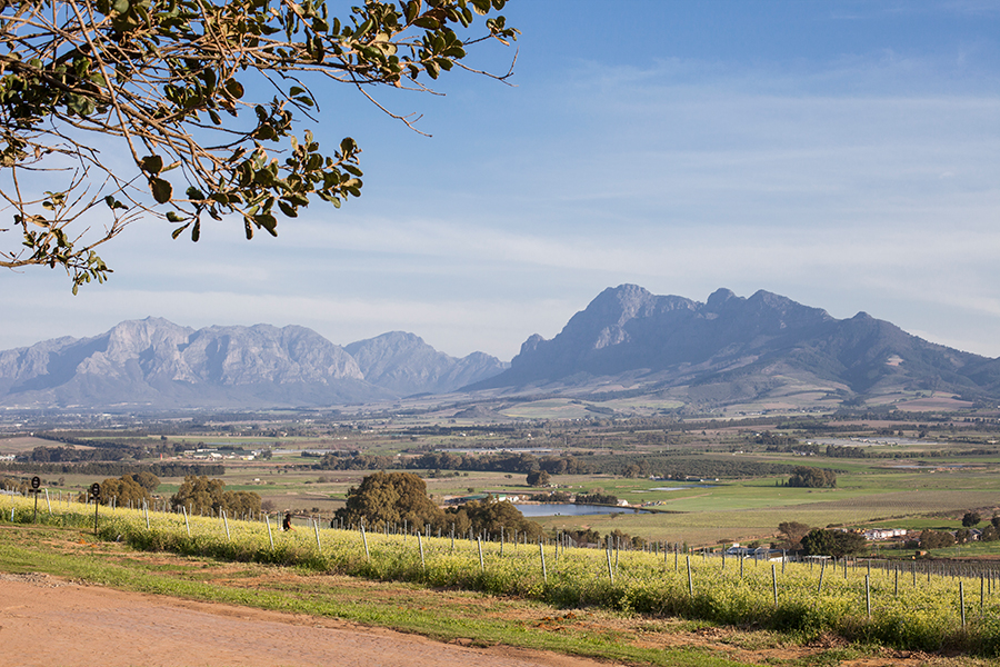 Mountains and fields at Fairview Wine and Cheese, South Africa.
