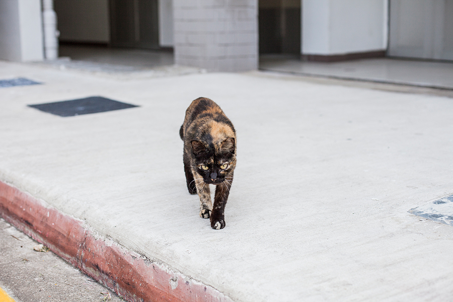 Calico cat walking towards me.