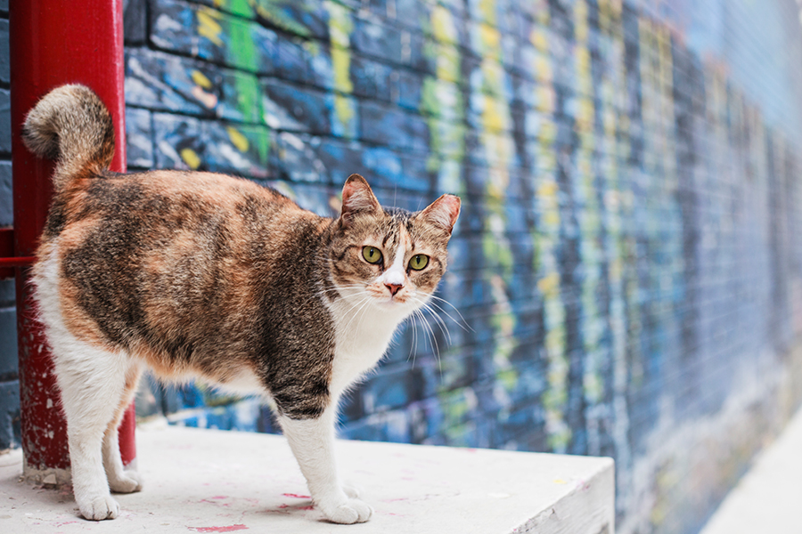 Cat perched against a mural. Photo taken by Ottie.