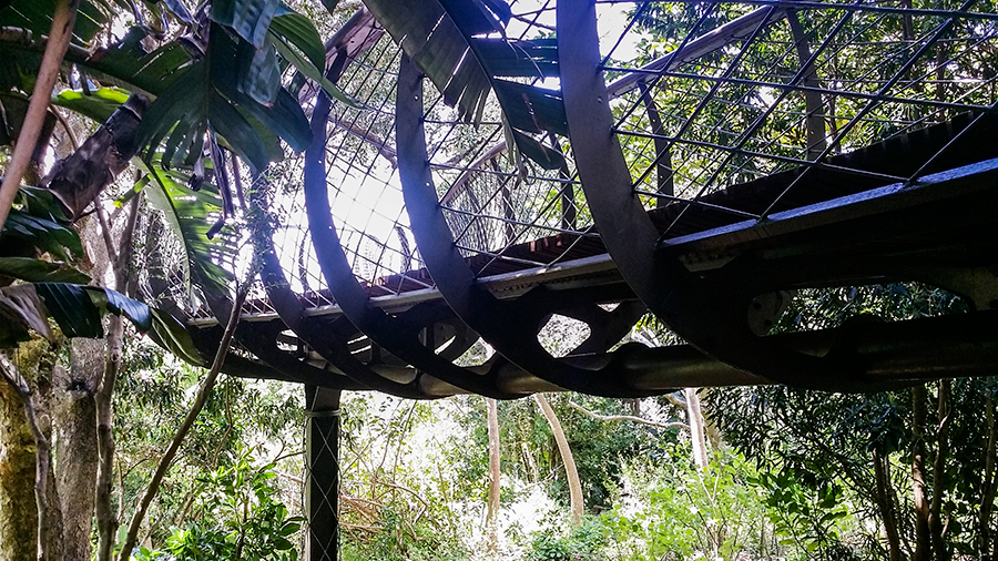 Underneath the Centenary Tree Canopy Walkway at Kirstenbosch, South Africa.