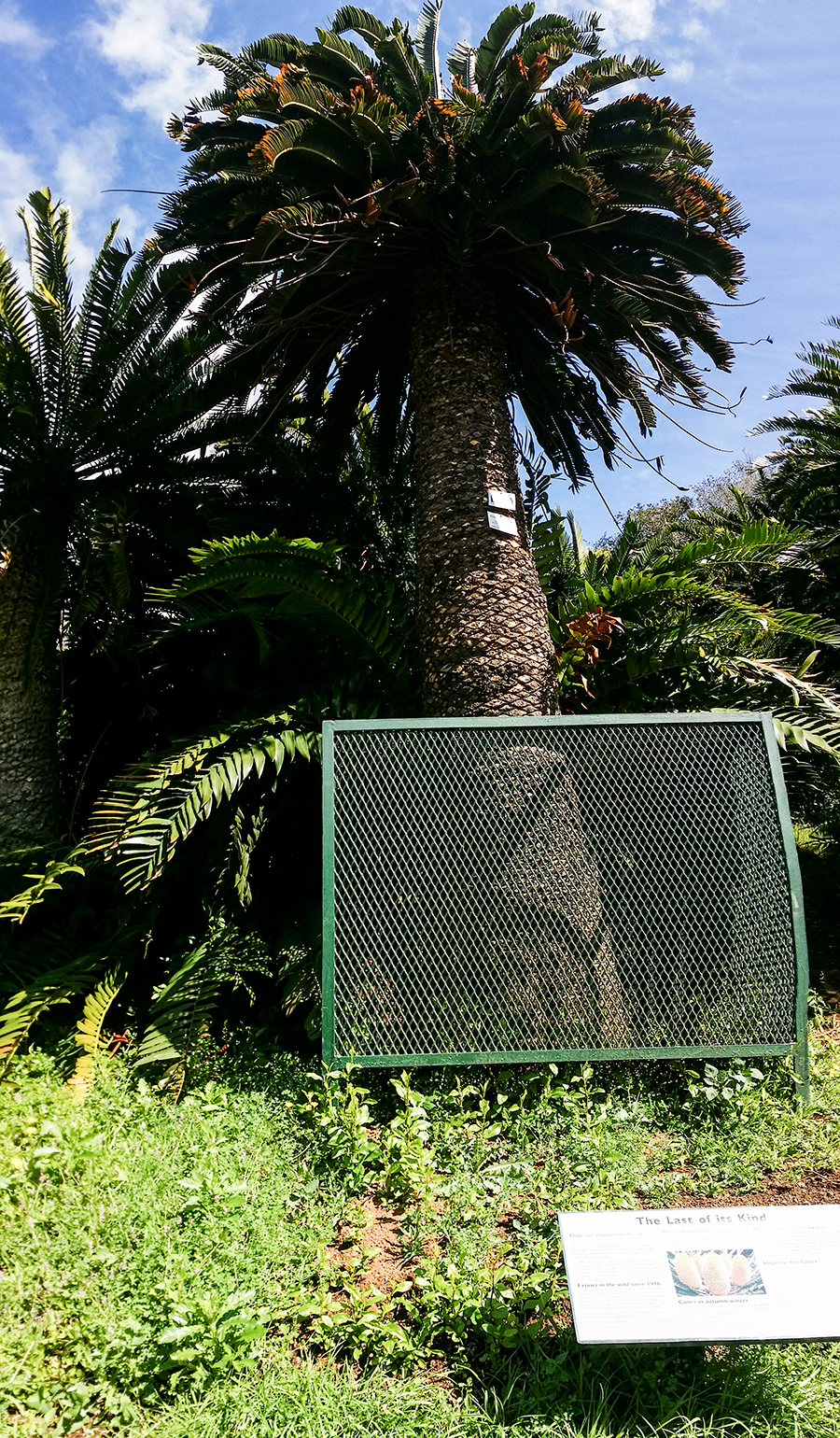 Last cycad of its kind at Kirstenbosch, South Africa.