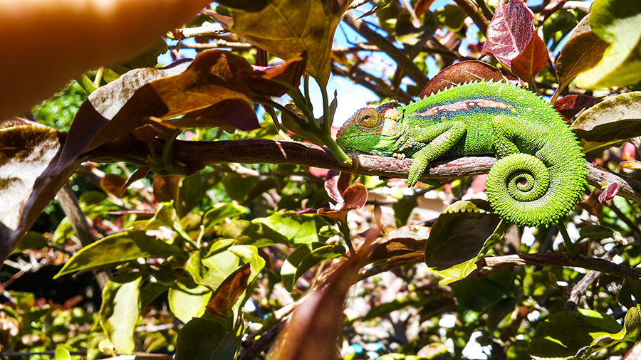 Unveiling a chameleon in a backyard tree.