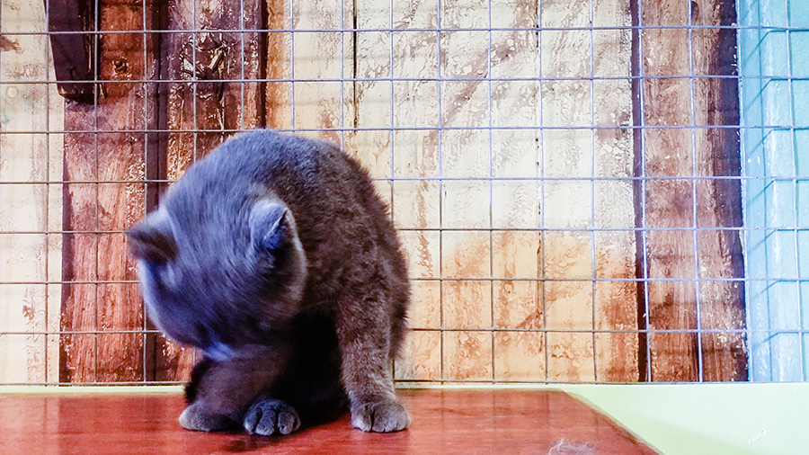 Grey ball of fur at Cats' Safari Singapore pet therapy.