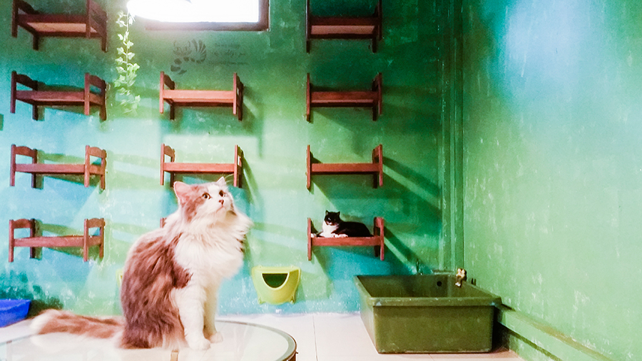 Rescue pedigree cats at Cats' Safari Singapore pet therapy.