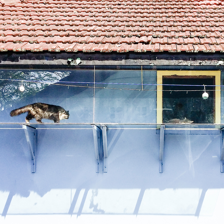 Rescue pedigree cats at Cats' Safari Singapore pet therapy.